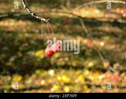 Deux petites pommes sauvages rouges sont accrochées à une branche en gros plan Banque D'Images