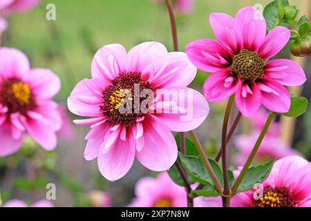 Collarette rose et violet Dahlia «Skyfall» en fleur. Banque D'Images