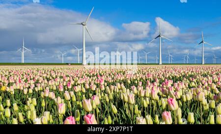 Les champs de tulipes colorés s'étendent vers d'imposants moulins à vent, harmonisant nature et innovation sous un ciel bleu vif. Windmill Park aux pays-Bas fournissant de l'énergie verte Banque D'Images