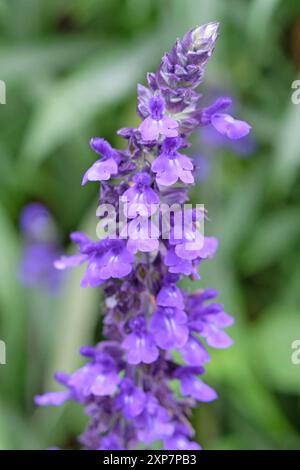 Tasse farineuse bleu violet sauge Salvia farinacea «Evolution» en fleur. Banque D'Images