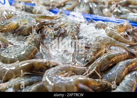 Gros plan de crevettes fraîches exposées sur le comptoir de glace au marché des fruits de mer, mettant en valeur la fraîcheur et la qualité des crevettes, Phuket, Thiland. Marché alimentaire thaïlandais Banque D'Images