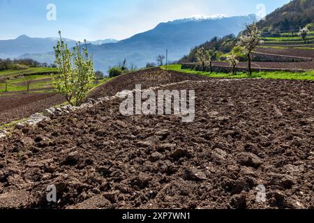 Champs fraîchement labourés dans le bassin au-dessous de Manzano, encadrés par des collines en terrasses, des arbres printaniers et des sommets alpins enneigés dans le nord de l'Italie Banque D'Images