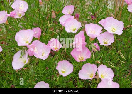 Rose Oenothera speciosa «Siskiyou», onagre blanche, en fleur. Banque D'Images