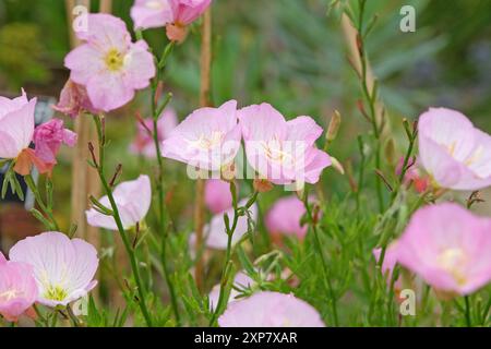 Rose Oenothera speciosa «Siskiyou», onagre blanche, en fleur. Banque D'Images