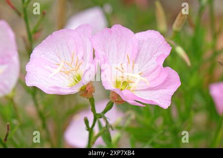 Rose Oenothera speciosa «Siskiyou», onagre blanche, en fleur. Banque D'Images