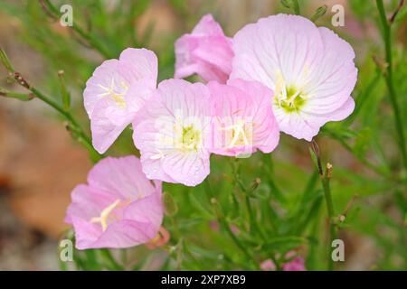 Rose Oenothera speciosa «Siskiyou», onagre blanche, en fleur. Banque D'Images