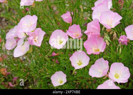 Rose Oenothera speciosa «Siskiyou», onagre blanche, en fleur. Banque D'Images