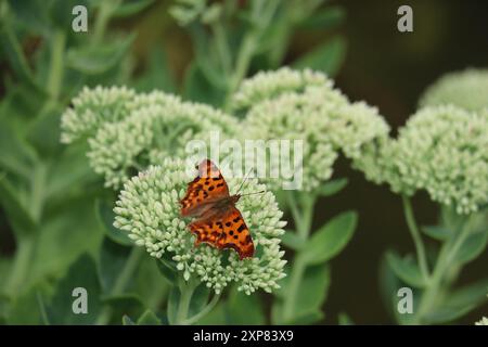 Comma-Butterfly a pris résidence sur un Stonecrop Banque D'Images