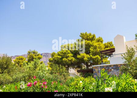 Belle vue sur le jardin tropical de l'hôtel avec des bougainvilliers en fleurs et des pins de montagne sur fond de montagnes. Crète. Banque D'Images