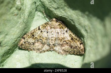 Dentelle de Bruxelles (Cleorodes lichenaria). Banque D'Images