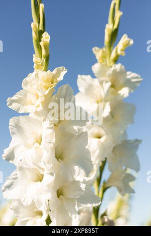 Glaïeuls blancs contre un ciel bleu. Culture de glaïeuls à vendre dans le champ. Photo de haute qualité Banque D'Images