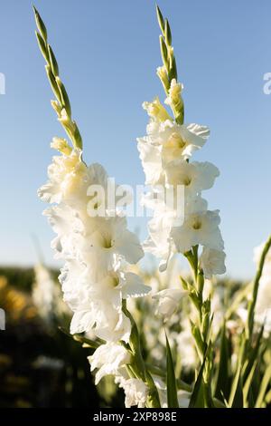 Glaïeuls blancs sur le terrain. Gladiolus en croissance. Gladiolus à vendre. Photo de haute qualité Banque D'Images