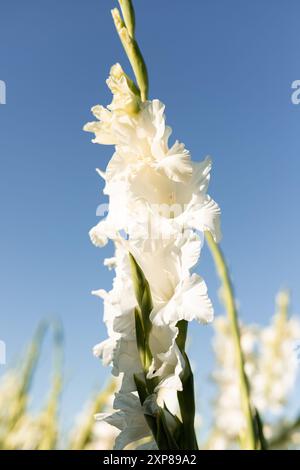 Glaïeuls blancs sur le terrain. Gladiolus en croissance. Gladiolus à vendre. Photo de haute qualité Banque D'Images