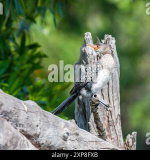 Afrique du Sud, Parc national Kruger, Cormoran Reed (Microcarbo africanus), juvénile Banque D'Images