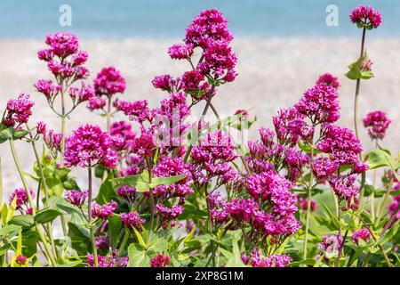 Fleurs de valériane rouge 'Centranthus ruber' poussant à l'état sauvage pendant l'été. Wicklow, Irlande Banque D'Images