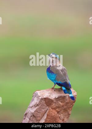 Indian Roller - Un oiseau beau et coloré, trouvé dans tout le Subcontinet indien. Banque D'Images