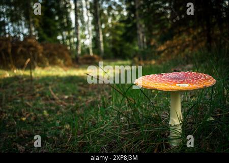 mouche agarique dans la forêt de champignons Banque D'Images