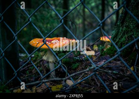 mouche agarique dans la forêt de champignons derrière la clôture Banque D'Images