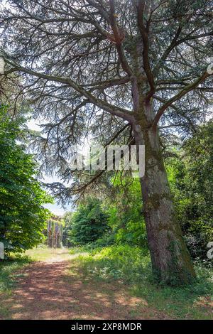 Cèdre de l'Atlas (Cedrus atlantica), Pinaceae. grand conifère, plante ornementale. Château de Sammezzano, Toscane, Italie. Banque D'Images