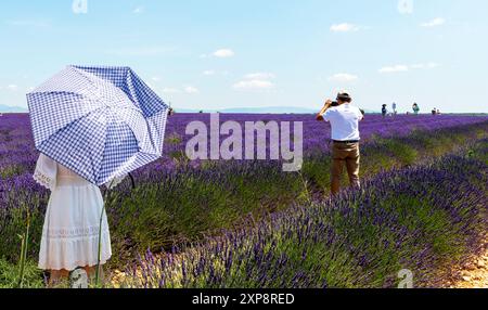 Femme dans Un champ de lavande à Valensole France Banque D'Images