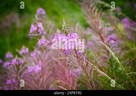 Rosebay Willowherb Banque D'Images