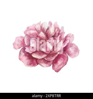 Pivoine, fleur de Bourgogne, floraison. Illustration d'aquarelle botanique dessinée à la main isolée sur fond blanc. Pour les cartes d'anniversaire, invitations de mariage, Banque D'Images