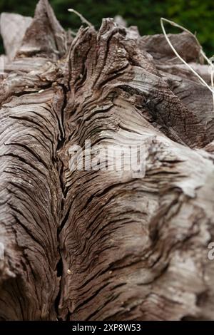 Détail d'une racine d'arbre dans le Stumpery, Arundel Castle Gardens, Arundel, West Sussex, Royaume-Uni Banque D'Images