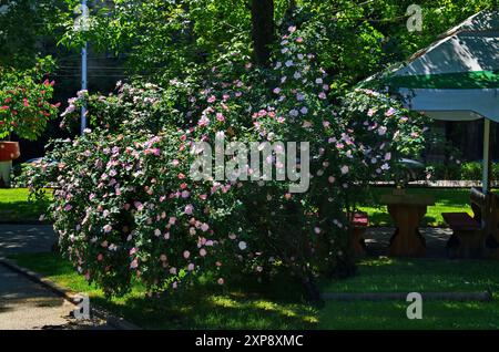 Un coin dans le parc avec des arbres, une clairière, une rose sauvage, brier ou Rosa canina fleur en pleine floraison et un hangar avec un endroit pour se détendre, Sofia, Bulgarie Banque D'Images