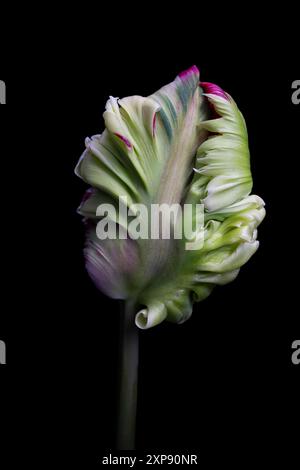 Un bourgeon de tulipe de perroquet sur le point de fleurir Banque D'Images