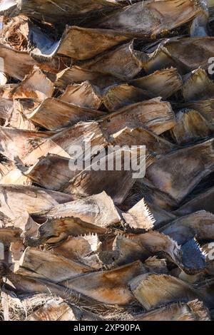 Les frondes de brown une date palm tree Banque D'Images