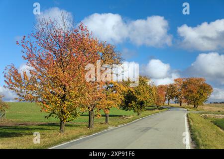 Allée des cerisiers, vue automnale colorée de la route et de l'allée des cerisiers, en latin Prunus avium Banque D'Images