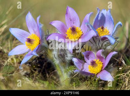 Pasqueflower.Belle fleur bleue de la plus grande fleur de pasque ou de la plus grande fleur de pasqueflower sur la prairie, en latin pulsatilla grandis Banque D'Images