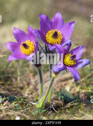 Pasqueflower. Belle fleur bleue de plus grande fleur pasque ou pasqueflower sur la prairie, en latin pulsatilla grandis, deux pasqueflowers Banque D'Images