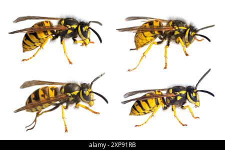 Ensemble de quatre guêpes européennes guêpe allemande ou veste jaune allemande isolée sur fond blanc en latin Vespula vulgaris germanica Banque D'Images