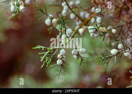 Brunchs d'arbustes conifères à feuilles persistantes genévrier (latin Juniperus). Plante de la famille Cypress avec des baies fraîches bleues. L'arbre de Scopulorum pousse dans la forêt sauvage Banque D'Images