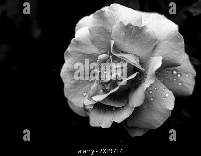 Rose noire et blanche avec gouttes de pluie - photographie d'art - Une photographie en noir et blanc frappante d'une rose ornée de gouttes de pluie. Banque D'Images