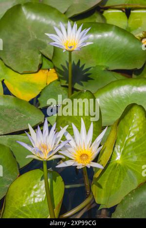 Nymphaea nouchali var. Caerulea également connu sous le nom de lotus égyptien, nénuphars bleu, chaire de grenouille, nénuphars bleu sacré du Nil, nénuphars du cap. Le Caire, EGY Banque D'Images