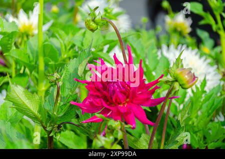 Un jardin avec des fleurs et des bourgeons de Dahlia rouge frais Banque D'Images