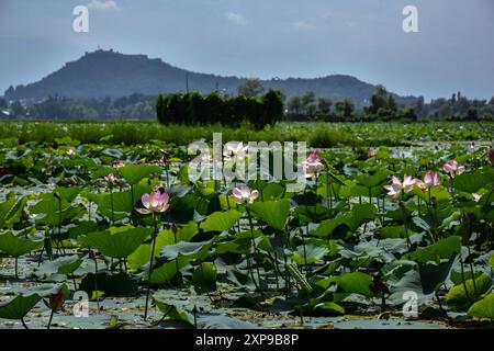Srinagar, Inde. 4 août 2024. Les fleurs de Lotus sont vues en pleine floraison dans le jardin flottant à l'intérieur du célèbre lac Dal pendant une chaude journée d'été à Srinagar. Les fleurs de Lotus fleurissent au Cachemire pendant les mois de juillet et août dans les jardins flottants du lac Dal. Les fleurs et les feuilles peuvent s'élever jusqu'à quatre pieds de la surface de l'eau sur leurs tiges minces. La racine de lotus, également connue sous le nom de Nadru ou Nelumbo nucifera, est une délicatesse consommée par les habitants du Cachemire. Les tiges sont également récoltées et utilisées dans la cuisine locale. (Crédit image : © Saqib Majeed/SOPA images via ZUMA Press Wi Banque D'Images