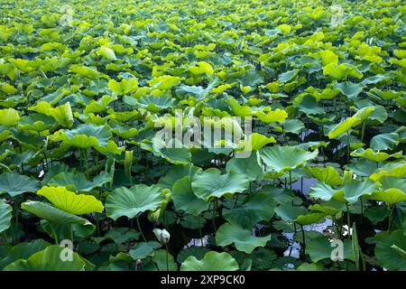 Shinobazu Pond Ueno Park Tokyo Japon Banque D'Images