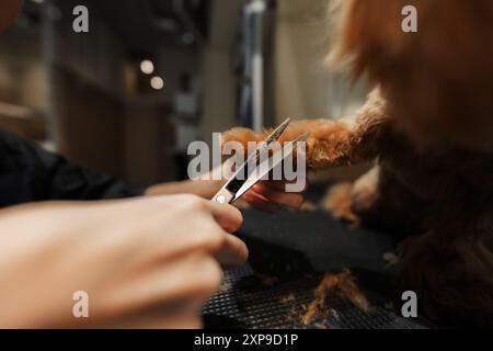 Tondeuse tondeuse de fourrure sur la patte de chien dans Un salon pour animaux pendant l'après-midi Banque D'Images