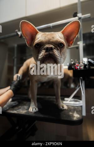 Bouledogue français soigné dans un spa pour animaux de compagnie dans un environnement de salon moderne Banque D'Images