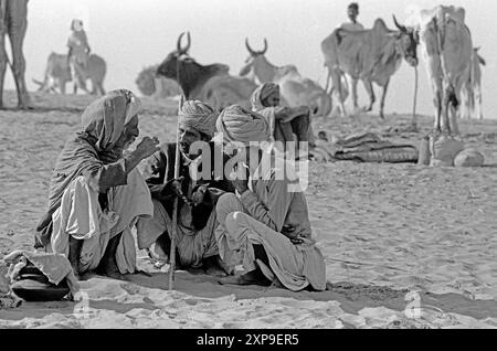 Les chameaux sont achetés et vendus à la Foire annuelle des chameaux de Pushkar pendant la pleine lune de novembre chaque année à Pushkar, Inde - 1989 Banque D'Images