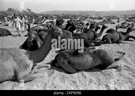 Les chameaux sont achetés et vendus à la Foire annuelle des chameaux de Pushkar pendant la pleine lune de novembre chaque année à Pushkar, Inde - 1989 Banque D'Images
