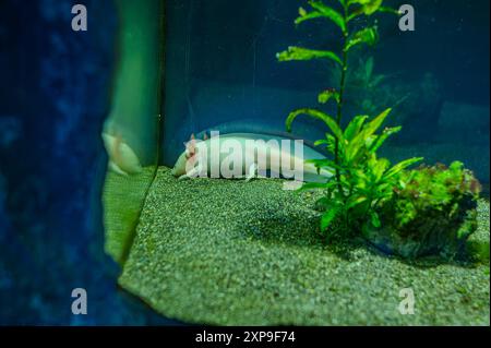 Vue de mise au point sélective de l'axolotl albinos rose dans le réservoir adéquat à l'animalerie locale ou à l'animalerie. Également connu sous le nom de salamandre ou poisson marchant mexicain. WID Banque D'Images