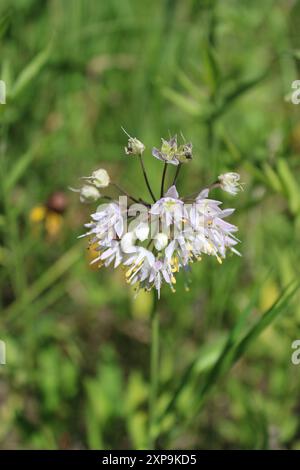 Hocher la tête des fleurs sauvages d'oignon à Iroquois Woods à Park Ridge, Illinoi Banque D'Images