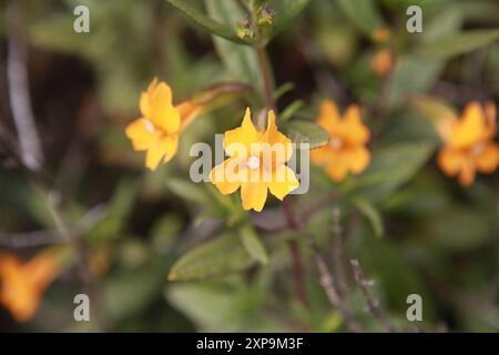 Fleur de singe collante, Bay Area, fleur sauvage orange de Californie Banque D'Images