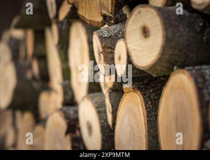 Troncs d'arbres empilés avec anneaux d'arbres à faible profondeur de champ Banque D'Images