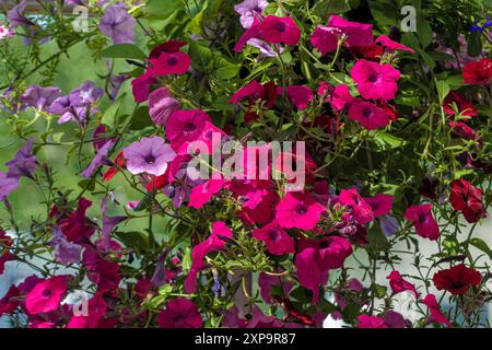 Belles fleurs vues en été avec des pétales sains et colorés vifs. Pétunias de Marguerite rose vif avec des couleurs fuchsia étonnantes. Banque D'Images