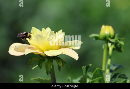 Bourdon sur Yellow Dahlia Banque D'Images